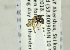 ( - NHMO-ENT-440752)  @12 [ ] CreativeCommons - Attribution Non-Commercial Share-Alike (2019) Unspecified University of Oslo, Natural History Museum