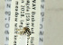  ( - NHMO-ENT-440942)  @12 [ ] CreativeCommons - Attribution Non-Commercial Share-Alike (2019) Unspecified University of Oslo, Natural History Museum