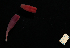  (Lineidae sp. ETP036 - ETP036_SMPP0736)  @11 [ ] CreativeCommons  Attribution Non-Commercial Share-Alike (2019) Unspecified Smithsonian Tropical Research Institute