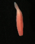  (Lineidae sp. ETP019 - Pili_ETP019_SMPP0739)  @11 [ ] CreativeCommons  Attribution Non-Commercial Share-Alike (2019) Unspecified Smithsonian Tropical Research Institute
