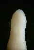  (Lineidae sp. ETP049 - Pili_ETP049_SMPP0735)  @11 [ ] CreativeCommons  Attribution Non-Commercial Share-Alike (2019) Unspecified Smithsonian Tropical Research Institute