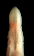  ( - ETP032_SMPP0737)  @11 [ ] CreativeCommons  Attribution Non-Commercial Share-Alike (2019) Unspecified Smithsonian Tropical Research Institute