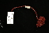  ( - Pili_ETP017_SMPP0752)  @11 [ ] CreativeCommons  Attribution Non-Commercial Share-Alike (2019) Unspecified Smithsonian Tropical Research Institute