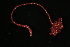 ( - Pili_ETP017_SMPP0752)  @11 [ ] CreativeCommons  Attribution Non-Commercial Share-Alike (2019) Unspecified Smithsonian Tropical Research Institute