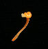  ( - ETP055_SMPP0630)  @11 [ ] CreativeCommons  Attribution Non-Commercial Share-Alike (2019) Unspecified Smithsonian Tropical Research Institute