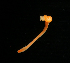  ( - ETP055_SMPP0630)  @11 [ ] CreativeCommons  Attribution Non-Commercial Share-Alike (2019) Unspecified Smithsonian Tropical Research Institute