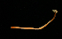  ( - ETP055_SMPP0630)  @11 [ ] CreativeCommons  Attribution Non-Commercial Share-Alike (2019) Unspecified Smithsonian Tropical Research Institute