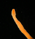  ( - ETP055_SMPP0630)  @11 [ ] CreativeCommons  Attribution Non-Commercial Share-Alike (2019) Unspecified Smithsonian Tropical Research Institute