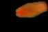  ( - ETP055_SMPP0630)  @11 [ ] CreativeCommons  Attribution Non-Commercial Share-Alike (2019) Unspecified Smithsonian Tropical Research Institute