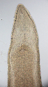 (Cephalotrichellidae - ETP011_SMPP0786)  @11 [ ] CreativeCommons  Attribution Non-Commercial Share-Alike (2020) Unspecified Smithsonian Tropical Research Institute