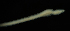 ( - ETP058_SMPP0643)  @11 [ ] CreativeCommons  Attribution Non-Commercial Share-Alike (2020) Unspecified Smithsonian Tropical Research Institute