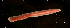  ( - ETP030_SMPP0652)  @11 [ ] CreativeCommons  Attribution Non-Commercial Share-Alike (2019) Unspecified Smithsonian Tropical Research Institute