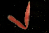  ( - ETP030_SMPP0652)  @11 [ ] CreativeCommons  Attribution Non-Commercial Share-Alike (2019) Unspecified Smithsonian Tropical Research Institute