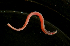  ( - Pili_ETP027_SMPP0653)  @11 [ ] CreativeCommons  Attribution Non-Commercial Share-Alike (2019) Unspecified Smithsonian Tropical Research Institute