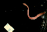  ( - Pili_ETP027_SMPP0653)  @11 [ ] CreativeCommons  Attribution Non-Commercial Share-Alike (2019) Unspecified Smithsonian Tropical Research Institute