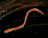  ( - Pili_ETP027_SMPP0653)  @11 [ ] CreativeCommons  Attribution Non-Commercial Share-Alike (2019) Unspecified Smithsonian Tropical Research Institute