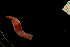  ( - Pili_ETP027_SMPP0653)  @11 [ ] CreativeCommons  Attribution Non-Commercial Share-Alike (2019) Unspecified Smithsonian Tropical Research Institute