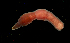  ( - Pili_ETP027_SMPP0653)  @11 [ ] CreativeCommons  Attribution Non-Commercial Share-Alike (2019) Unspecified Smithsonian Tropical Research Institute