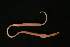  ( - ETP028_SMPP0660)  @11 [ ] CreativeCommons  Attribution Non-Commercial Share-Alike (2019) Unspecified Smithsonian Tropical Research Institute