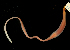 ( - ETP028_SMPP0660)  @11 [ ] CreativeCommons  Attribution Non-Commercial Share-Alike (2019) Unspecified Smithsonian Tropical Research Institute
