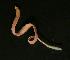  ( - ETP028_SMPP0660)  @11 [ ] CreativeCommons  Attribution Non-Commercial Share-Alike (2019) Unspecified Smithsonian Tropical Research Institute