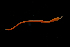  ( - ETP014_SMPP0853)  @11 [ ] CreativeCommons  Attribution Non-Commercial Share-Alike (2019) Unspecified Smithsonian Tropical Research Institute