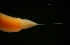  ( - ETP014_SMPP0853)  @11 [ ] CreativeCommons  Attribution Non-Commercial Share-Alike (2019) Unspecified Smithsonian Tropical Research Institute