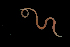  ( - ETP015_SMPP0862)  @11 [ ] CreativeCommons  Attribution Non-Commercial Share-Alike (2019) Unspecified Smithsonian Tropical Research Institute