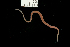  (Lineidae sp. ETP015 - ETP015_SMPP0862)  @11 [ ] CreativeCommons  Attribution Non-Commercial Share-Alike (2019) Unspecified Smithsonian Tropical Research Institute