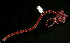  ( - Pili_ETP016_SMPP0865)  @11 [ ] CreativeCommons  Attribution Non-Commercial Share-Alike (2019) Unspecified Smithsonian Tropical Research Institute