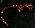  ( - Pili_ETP016_SMPP0865)  @11 [ ] CreativeCommons  Attribution Non-Commercial Share-Alike (2019) Unspecified Smithsonian Tropical Research Institute