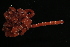  ( - Pili_ETP017_SMPP0866)  @11 [ ] CreativeCommons  Attribution Non-Commercial Share-Alike (2019) Unspecified Smithsonian Tropical Research Institute