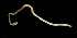  ( - ETP054_SMPP0670)  @11 [ ] CreativeCommons  Attribution Non-Commercial Share-Alike (2019) Unspecified Smithsonian Tropical Research Institute