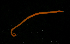  ( - Pili_ETP092_SMPP0869)  @11 [ ] CreativeCommons  Attribution Non-Commercial Share-Alike (2019) Unspecified Smithsonian Tropical Research Institute