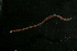  ( - Pili_ETP091_SMPP0870)  @11 [ ] CreativeCommons  Attribution Non-Commercial Share-Alike (2019) Unspecified Smithsonian Tropical Research Institute