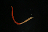  ( - ETP014_SMPP0885)  @11 [ ] CreativeCommons  Attribution Non-Commercial Share-Alike (2019) Unspecified Smithsonian Tropical Research Institute