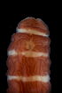  ( - Pili_ETP017_SMPP0866)  @11 [ ] CreativeCommons  Attribution Non-Commercial Share-Alike (2019) Unspecified Smithsonian Tropical Research Institute