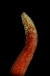  ( - Pili_ETP091_SMPP0864)  @11 [ ] CreativeCommons  Attribution Non-Commercial Share-Alike (2019) Unspecified Smithsonian Tropical Research Institute