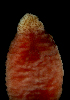  ( - Pili_ETP091_SMPP0864)  @11 [ ] CreativeCommons  Attribution Non-Commercial Share-Alike (2019) Unspecified Smithsonian Tropical Research Institute