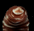  (Baseodiscus mexicanus - Pili_ETP016_SMPP0865)  @11 [ ] CreativeCommons  Attribution Non-Commercial Share-Alike (2019) Unspecified Smithsonian Tropical Research Institute