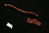  (Baseodiscus kingsnakei - Pili_ETP017_SMPP0895)  @11 [ ] CreativeCommons  Attribution Non-Commercial Share-Alike (2019) Unspecified Smithsonian Tropical Research Institute