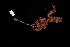  ( - Pili_ETP016_SMPP0896)  @11 [ ] CreativeCommons  Attribution Non-Commercial Share-Alike (2019) Unspecified Smithsonian Tropical Research Institute