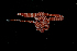  ( - Pili_ETP016_SMPP0896)  @11 [ ] CreativeCommons  Attribution Non-Commercial Share-Alike (2019) Unspecified Smithsonian Tropical Research Institute
