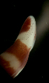  ( - Pili_ETP016_SMPP0896)  @11 [ ] CreativeCommons  Attribution Non-Commercial Share-Alike (2019) Unspecified Smithsonian Tropical Research Institute