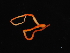  ( - Pili_ETP055_SMPP0007)  @11 [ ] CreativeCommons  Attribution Non-Commercial Share-Alike (2019) Unspecified Smithsonian Tropical Research Institute