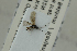  ( - NHMO-ENT-293021)  @12 [ ] CreativeCommons - Attribution Non-Commercial Share-Alike (2018) Unspecified University of Oslo, Natural History Museum