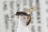  ( - NHMO-ENT-295471)  @11 [ ] CreativeCommons - Attribution Non-Commercial Share-Alike (2019) Unspecified University of Oslo, Natural History Museum