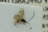  ( - NHMO-ENT-293061)  @12 [ ] CreativeCommons - Attribution Non-Commercial Share-Alike (2018) Unspecified University of Oslo, Natural History Museum
