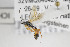  (Tersilochus subdepressus - NHMO-ENT-274968)  @11 [ ] CreativeCommons - Attribution Non-Commercial Share-Alike (2019) Unspecified University of Oslo, Natural History Museum