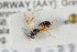  ( - NHMO-ENT-274968)  @11 [ ] CreativeCommons - Attribution Non-Commercial Share-Alike (2019) Unspecified University of Oslo, Natural History Museum